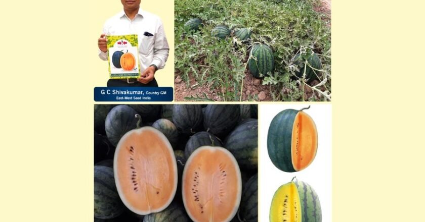 East-West Seed India launches Orange and Yellow Munch watermelons   